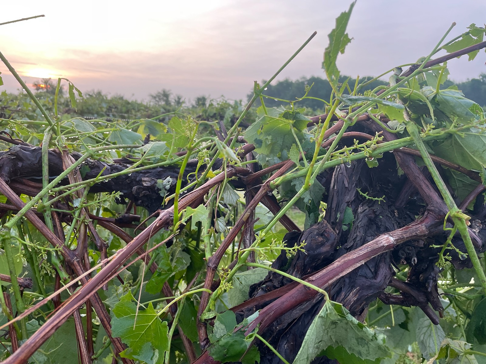 Damage to Concord grapes.